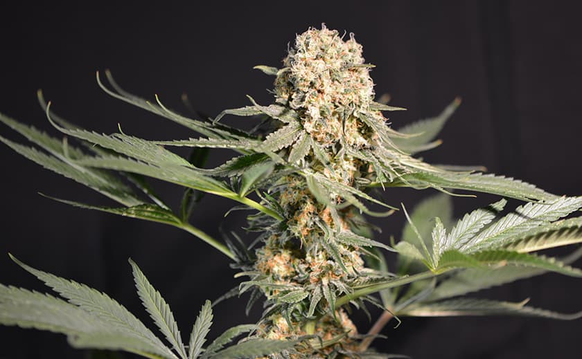 Cannabis Samen als alternative Energiequelle: Forschung und Entwicklungen