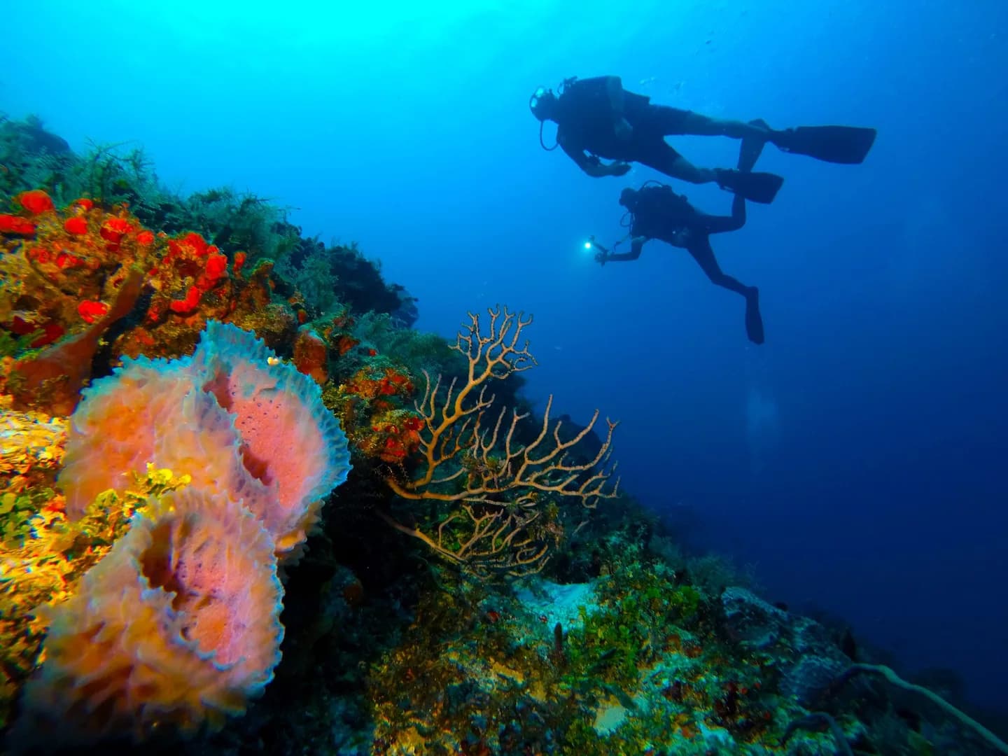 Tauchschule Playa del Carmen: Willkommen bei DeepDiveMexico – Tauchen auf Deutsch!