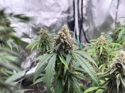 Tropicana Cherry: Das Premium-Erlebnis für Vaper in Deutschland