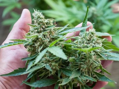 Cannapot präsentiert: Sinsemilla, Cannabis Indica und seltene Weed-Raritäten