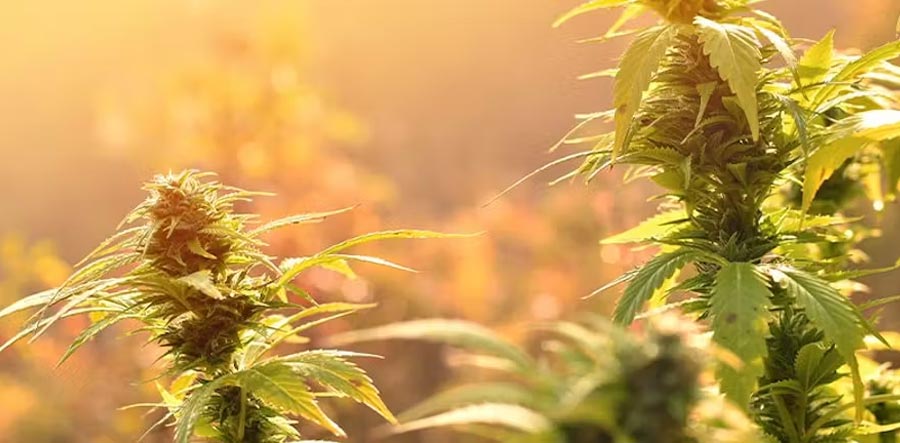 Rhino Cannabis Samen: Häufig gestellte Fragen