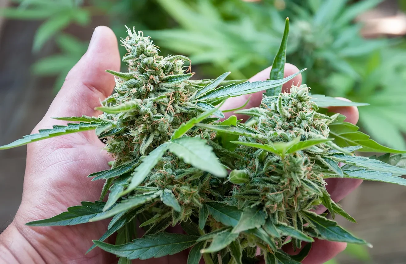 Cannapot präsentiert: Sinsemilla, Cannabis Indica und seltene Weed-Raritäten