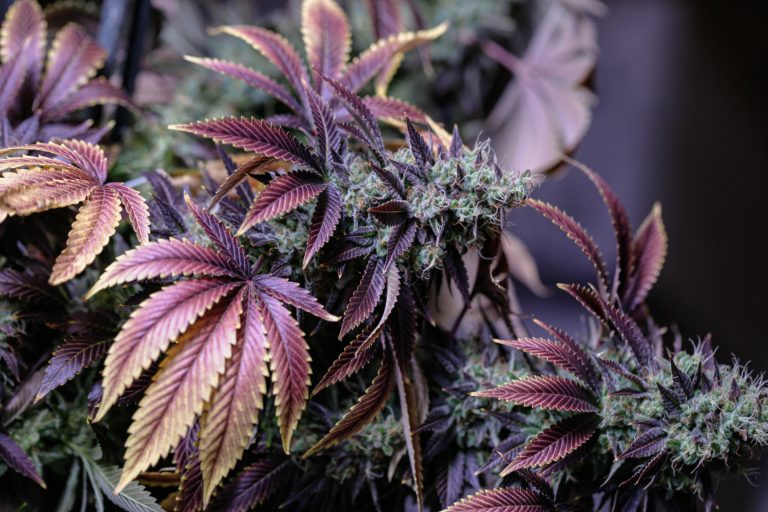 diyahna-lewis-JEI-uPbp1Aw-unsplashCherrypie